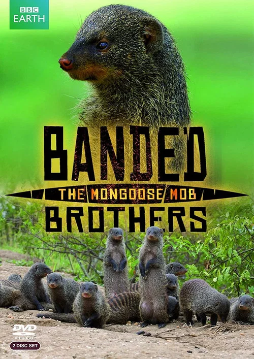 The Mongoose